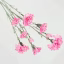 891160-Pink