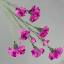 891160-Violet